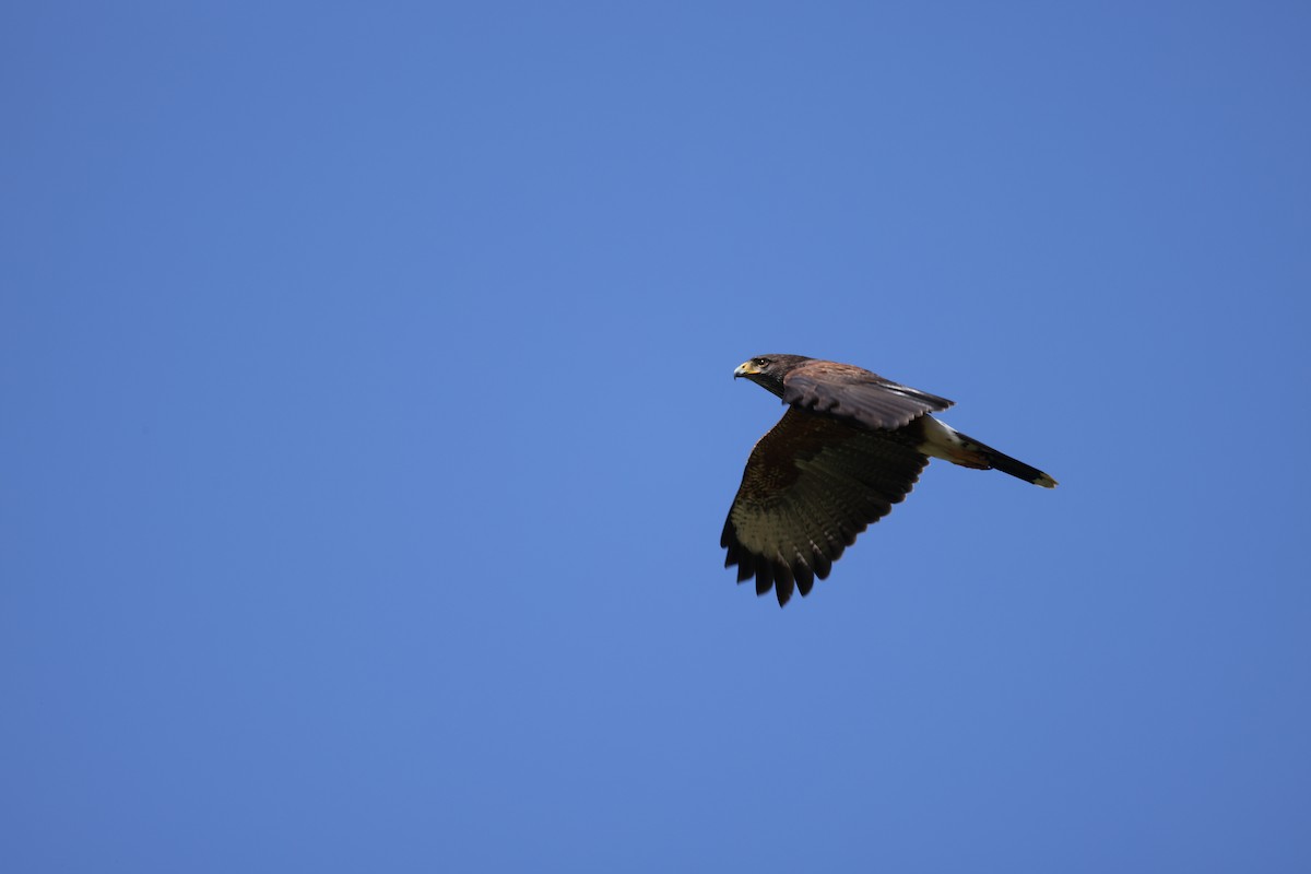 Harris's Hawk - ML562533721