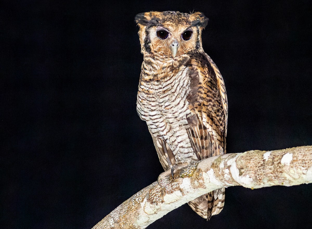 Fraser's Eagle-Owl (Western) - ML562533771