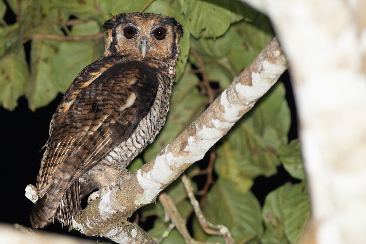 Fraser's Eagle-Owl (Western) - ML562533831