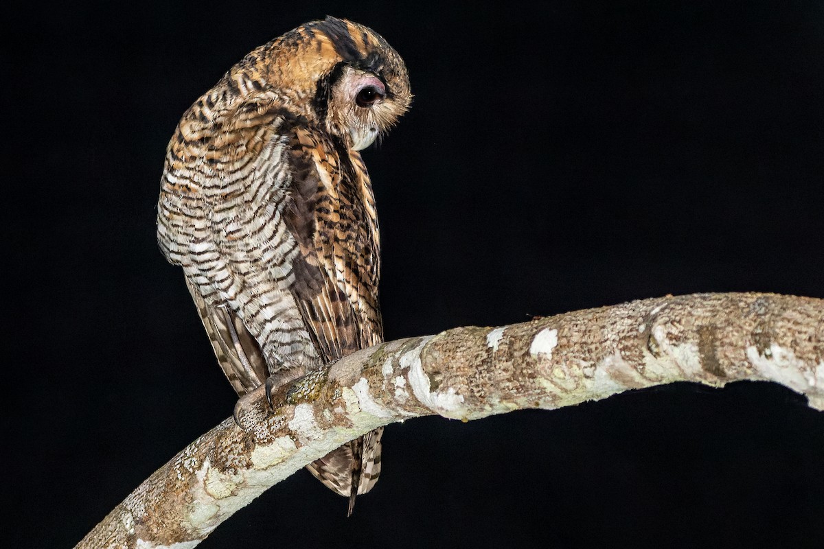 Búho de Guinea (poensis) - ML562533841