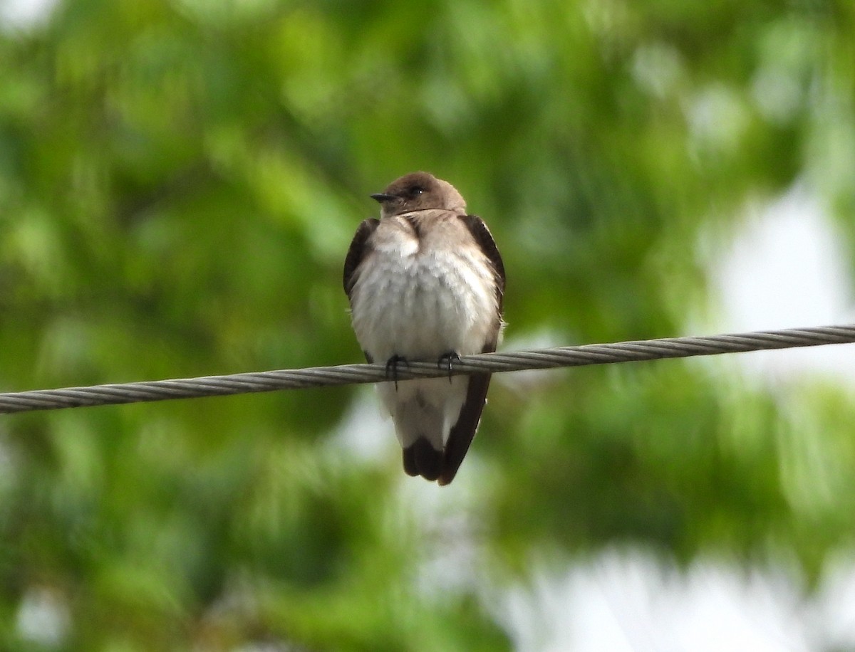 Northern Rough-winged Swallow - ML562533861