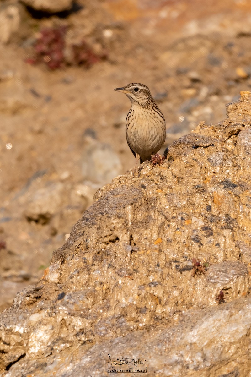 Upland Pipit - ML562533921