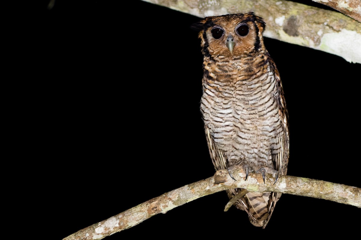 Fraser's Eagle-Owl (Western) - ML562533941