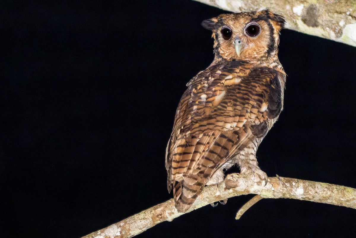 Fraser's Eagle-Owl (Western) - Joachim Bertrands