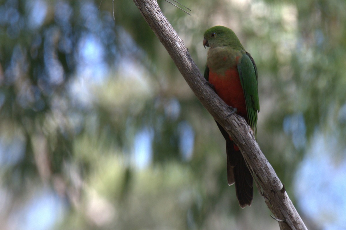 Australian King-Parrot - Chris Munson