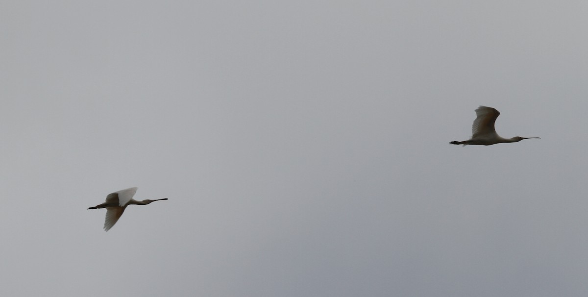 Yellow-billed Spoonbill - Colin Trainor