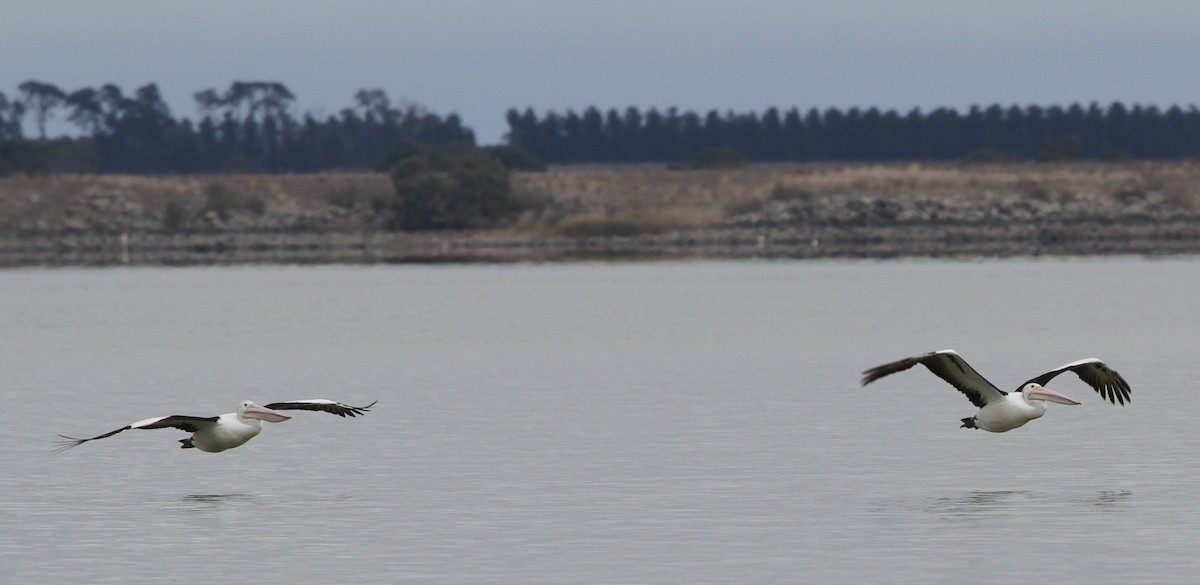 pelikán australský - ML56253551