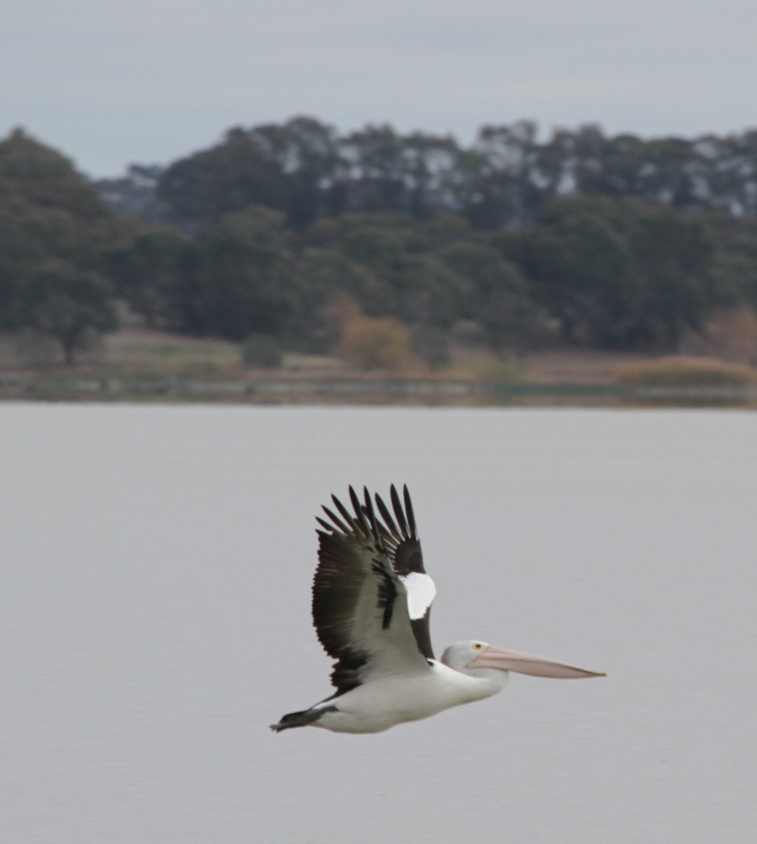 pelikán australský - ML56253561