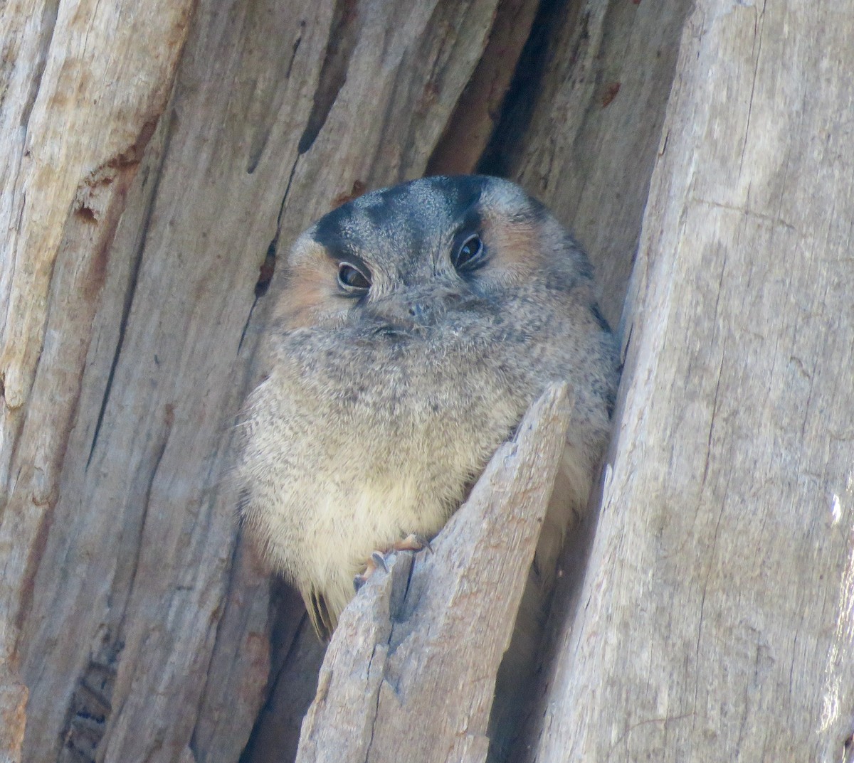 Australian Owlet-nightjar - Tony Willis