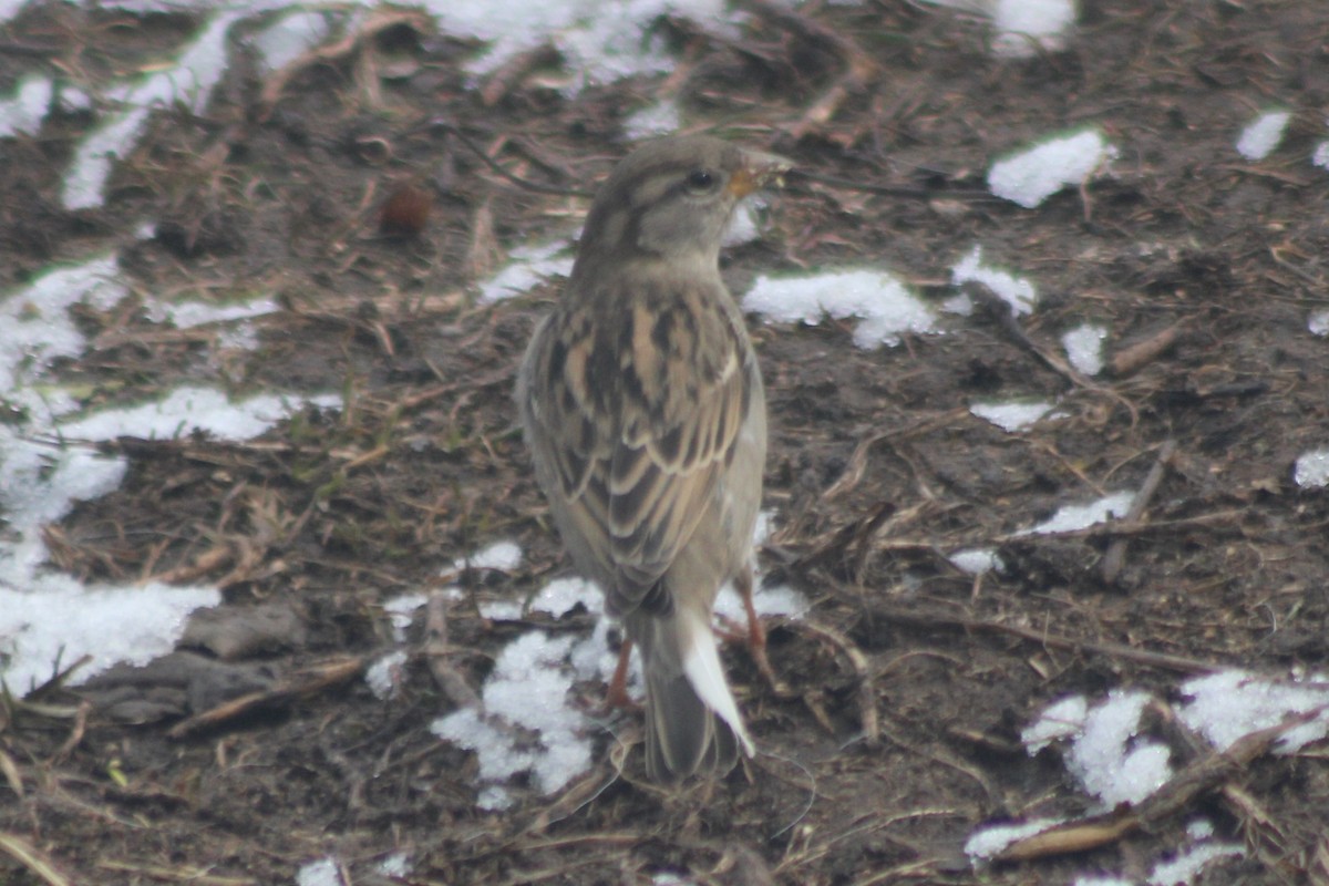 Moineau domestique - ML562536471