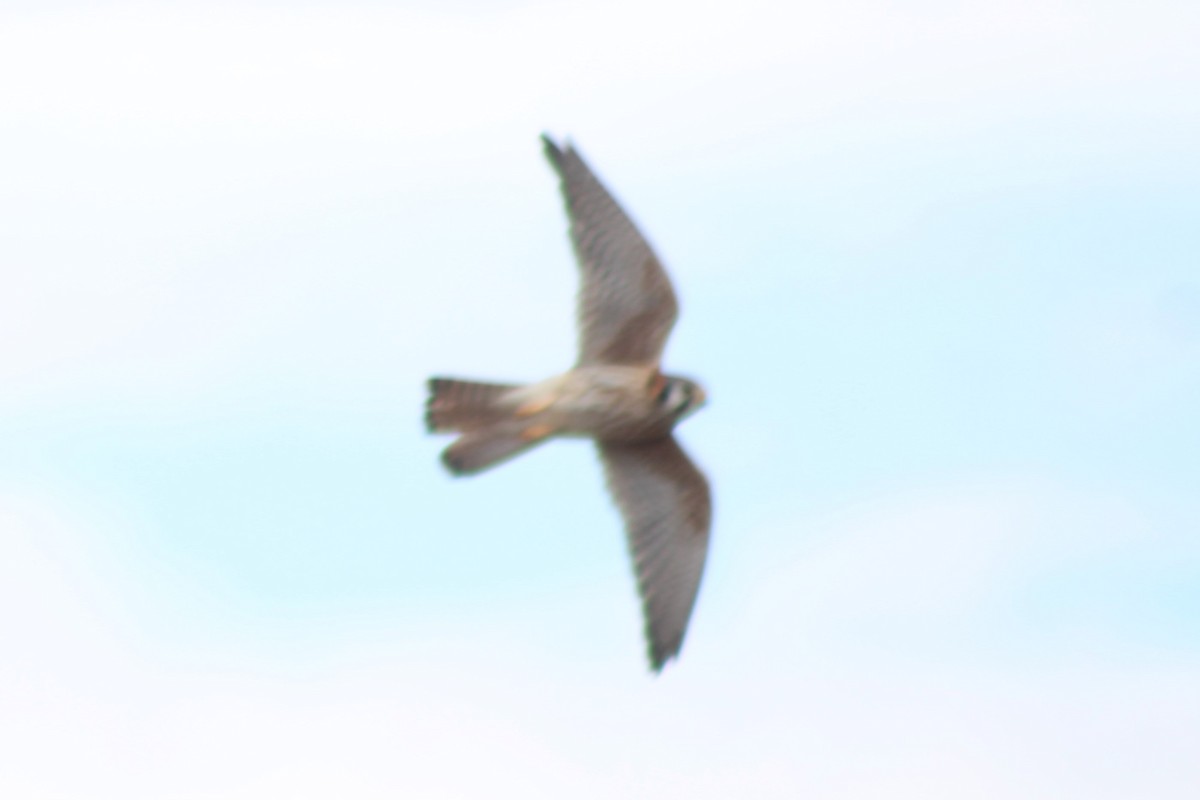 American Kestrel - Sean Cozart