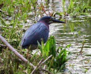 Green Heron - ML562537251