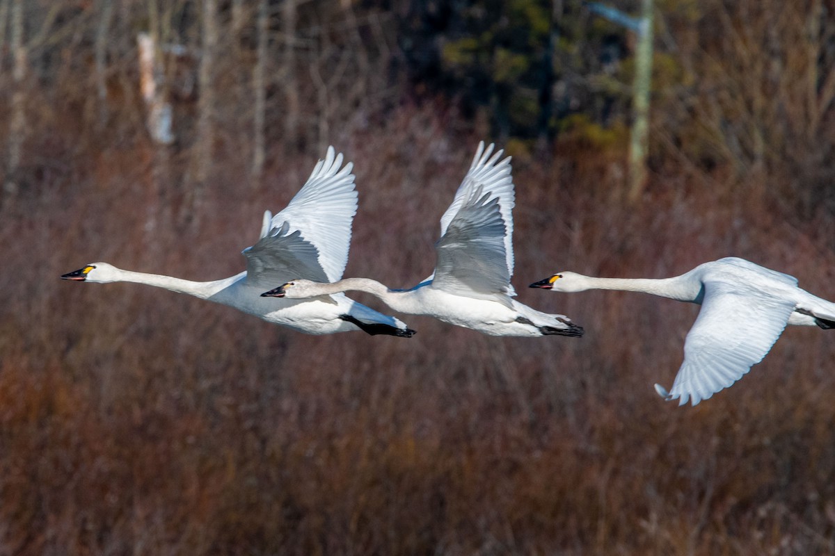 Tundra Swan - ML562538601