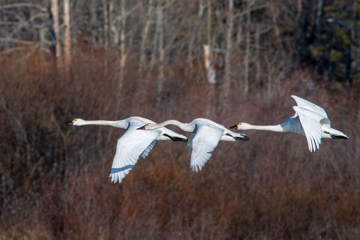 Tundra Swan - ML562538611