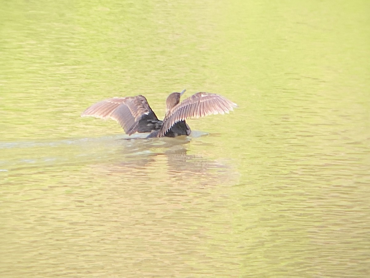 Double-crested Cormorant - ML562539431