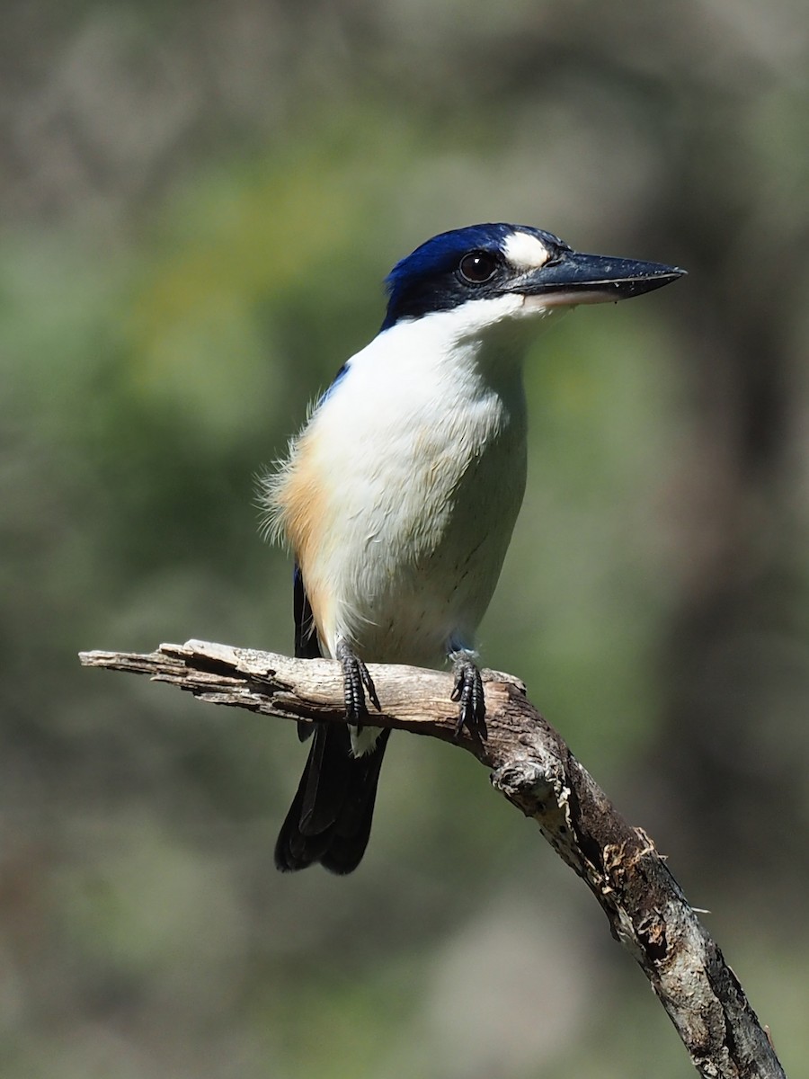 Forest Kingfisher - ML56253991