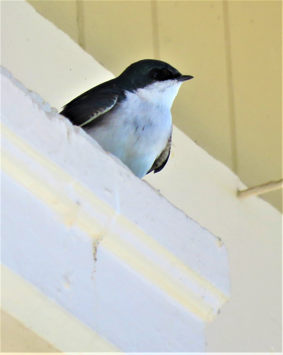 Tree Swallow - Patrick O'Driscoll