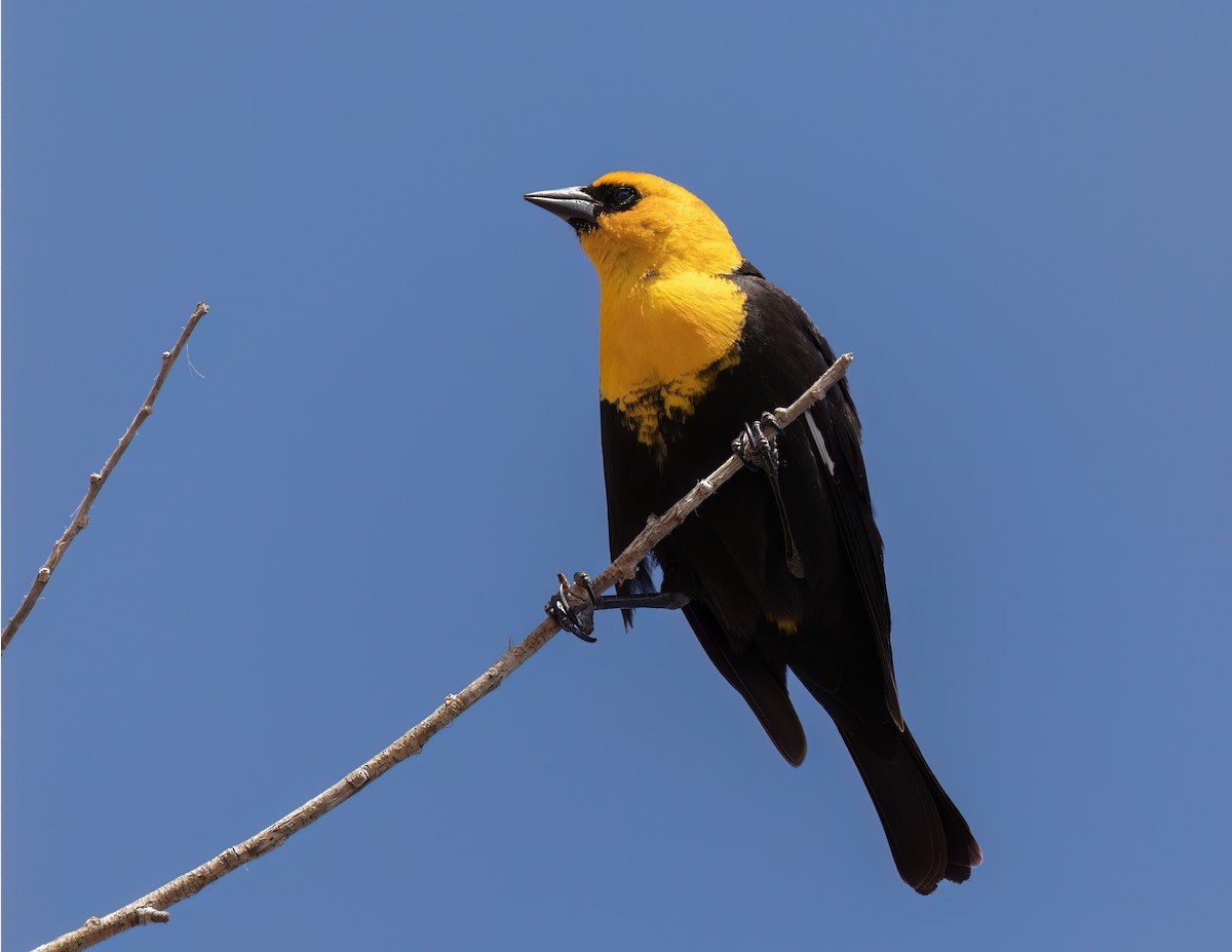 Yellow-headed Blackbird - ML562542921