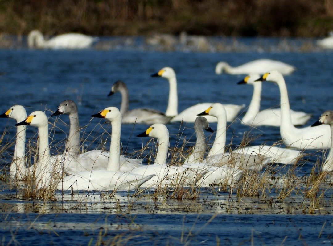 Tundra Swan (Bewick's) - Elham Shaniti