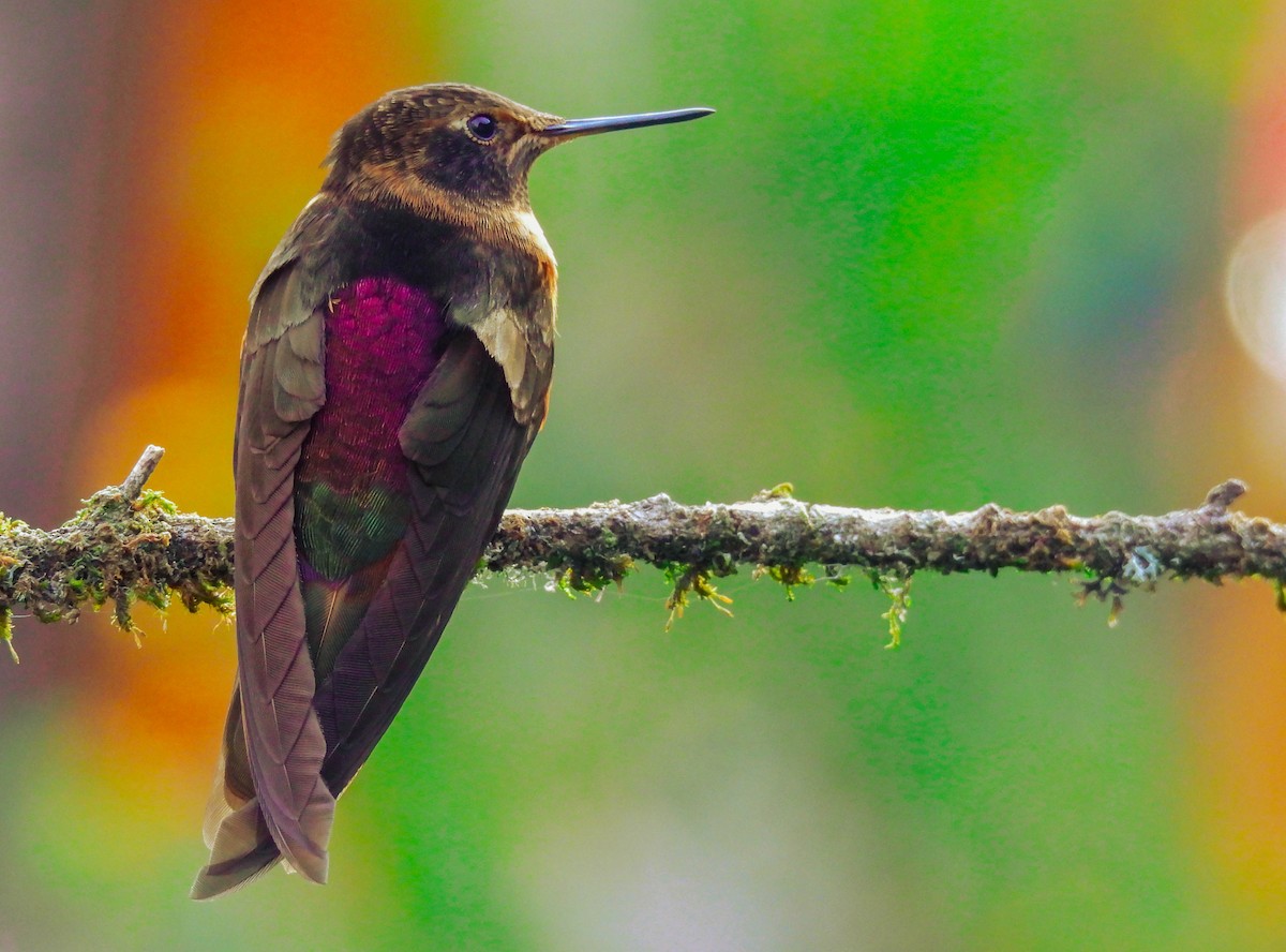 kolibřík duhovohřbetý - ML562546271