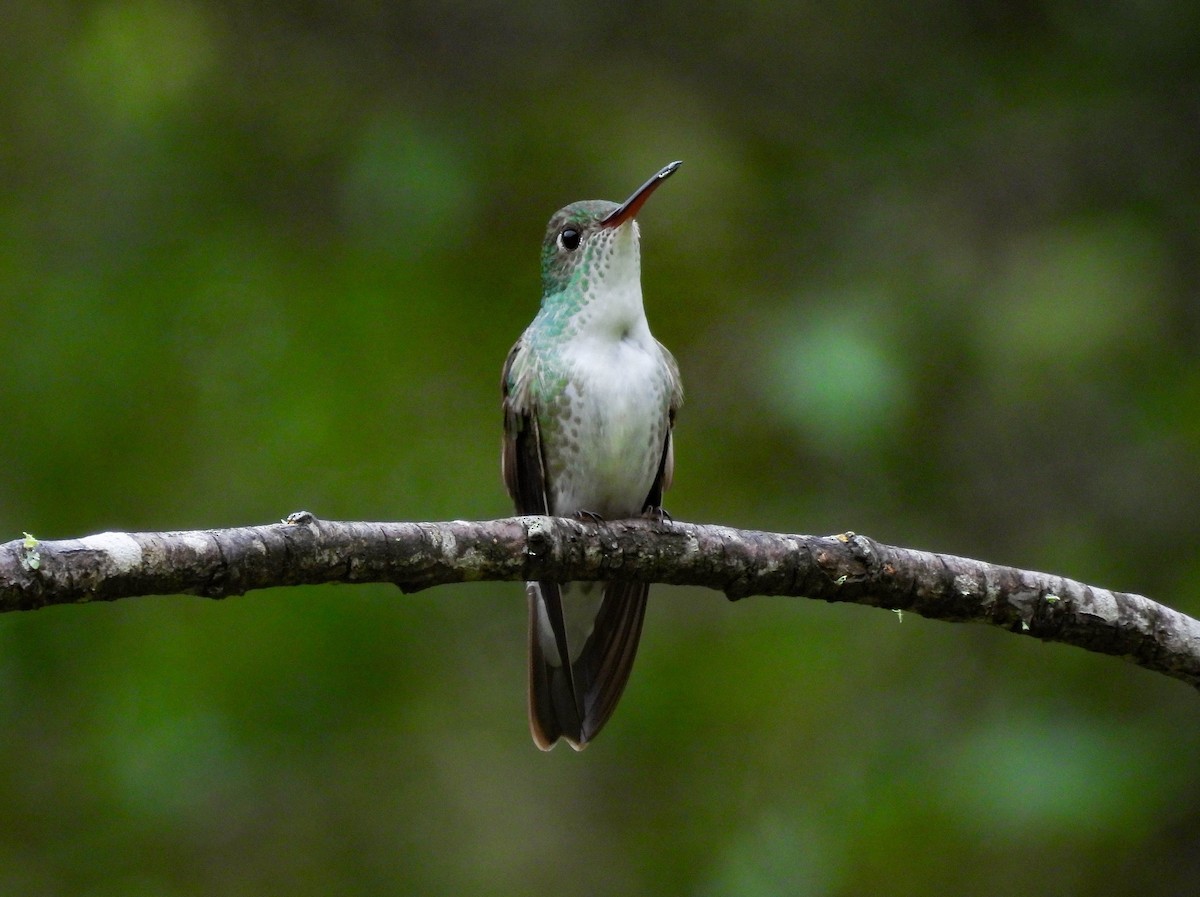 Green-and-white Hummingbird - Edwin Antony Calderon Noa