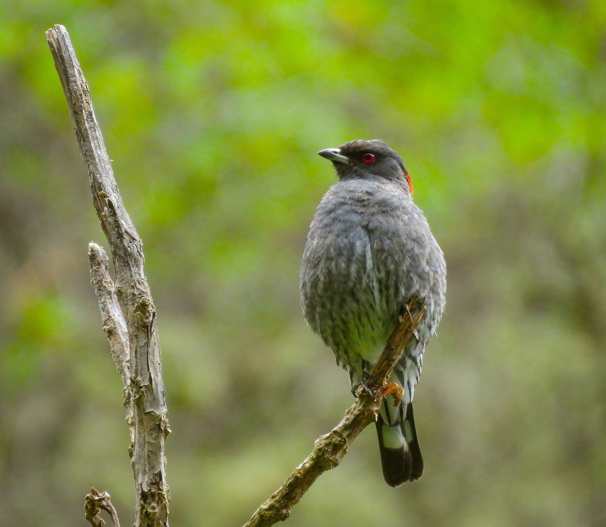 Cotinga à huppe rouge - ML562546521