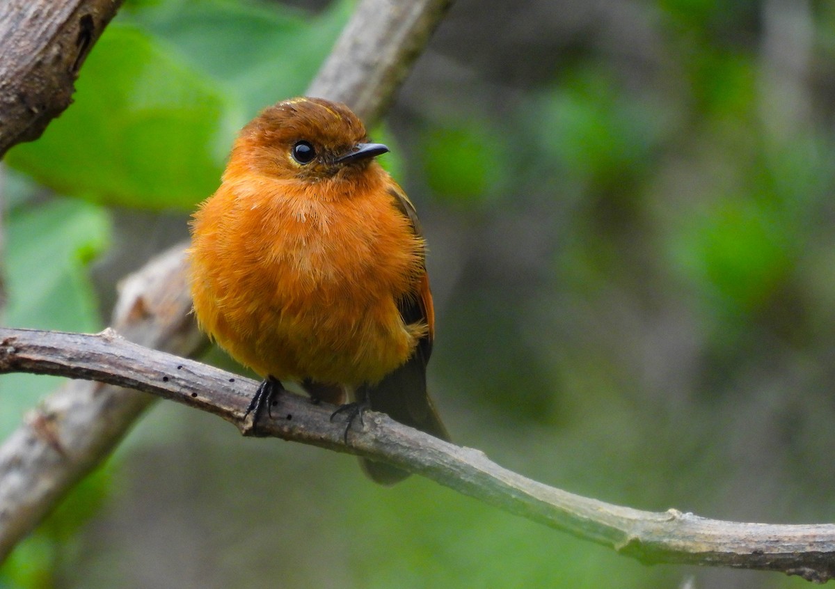 Cinnamon Flycatcher - Edwin Antony Calderon Noa