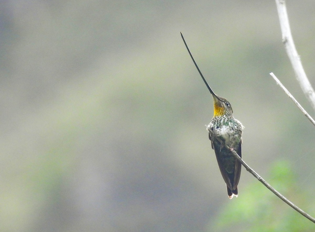 Sword-billed Hummingbird - Edwin Antony Calderon Noa