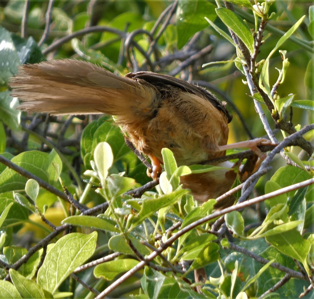 Tawny-bellied Babbler - ML562547771