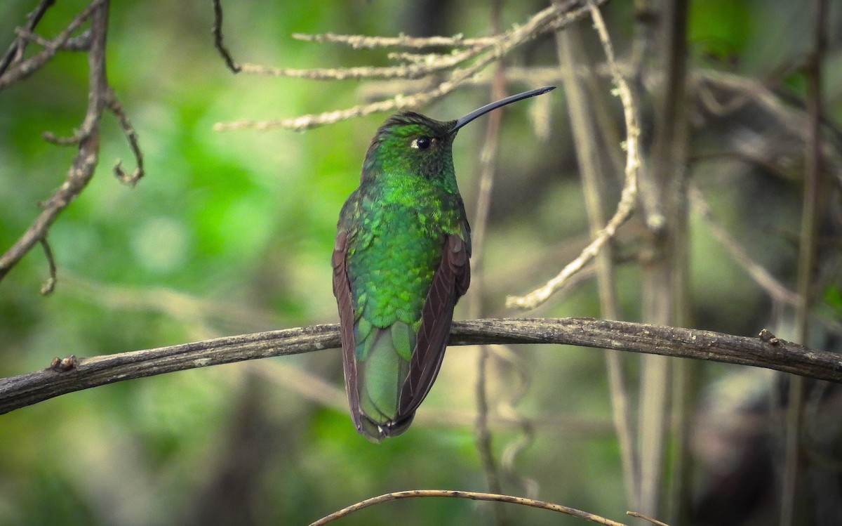 Colibrí Aterciopelado - ML562547801