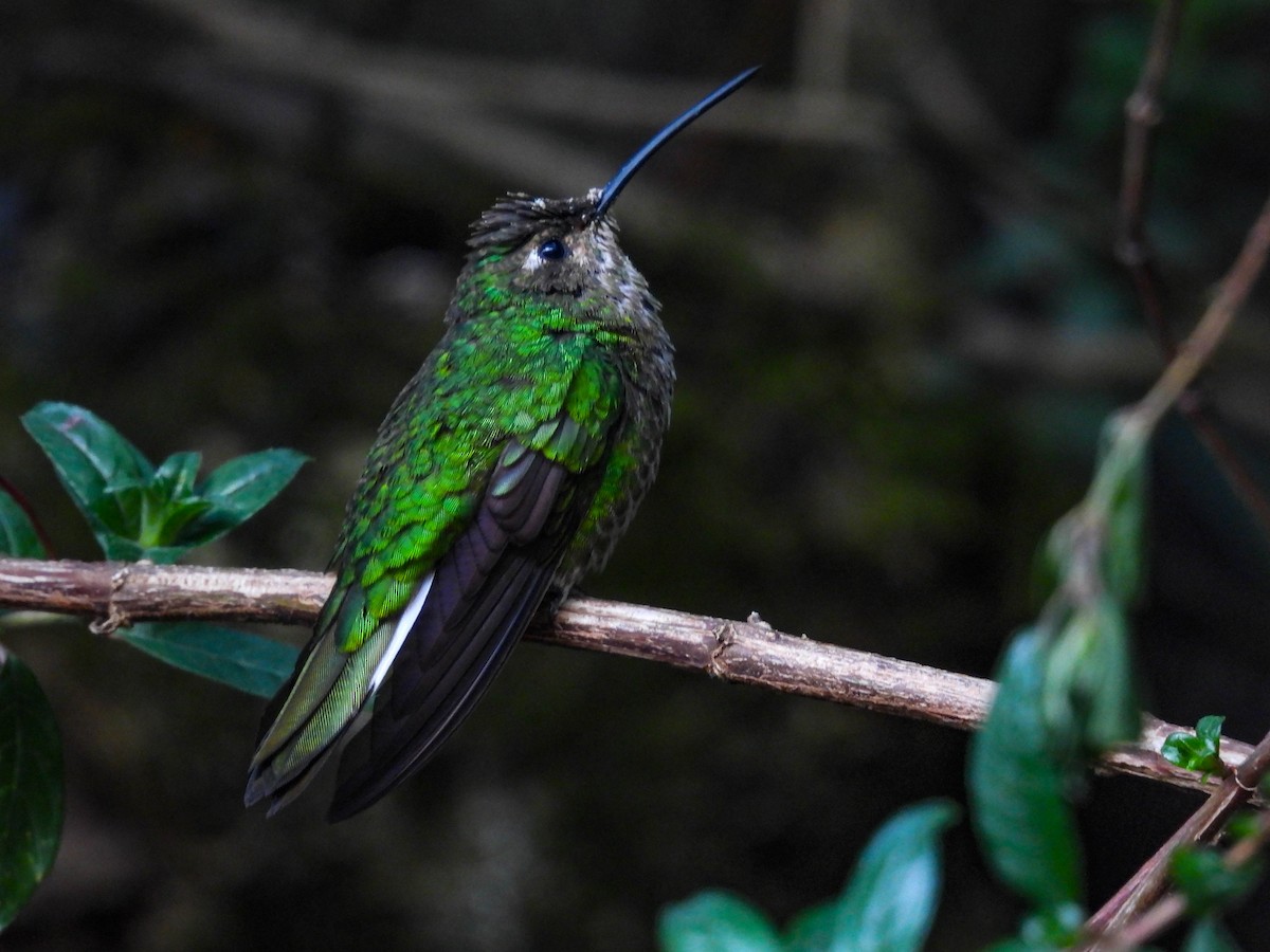 kolibřík aksamitový - ML562547871