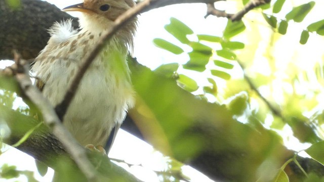 Puff-throated Babbler - ML562548081