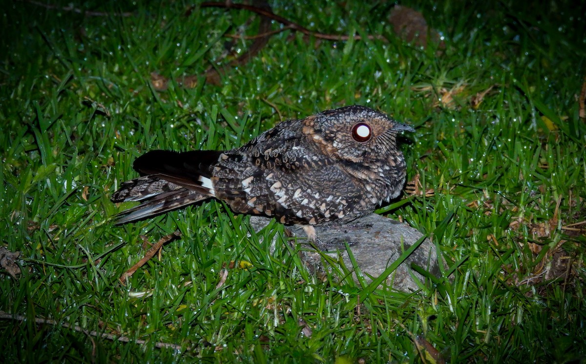 Band-winged Nightjar - Edwin Antony Calderon Noa