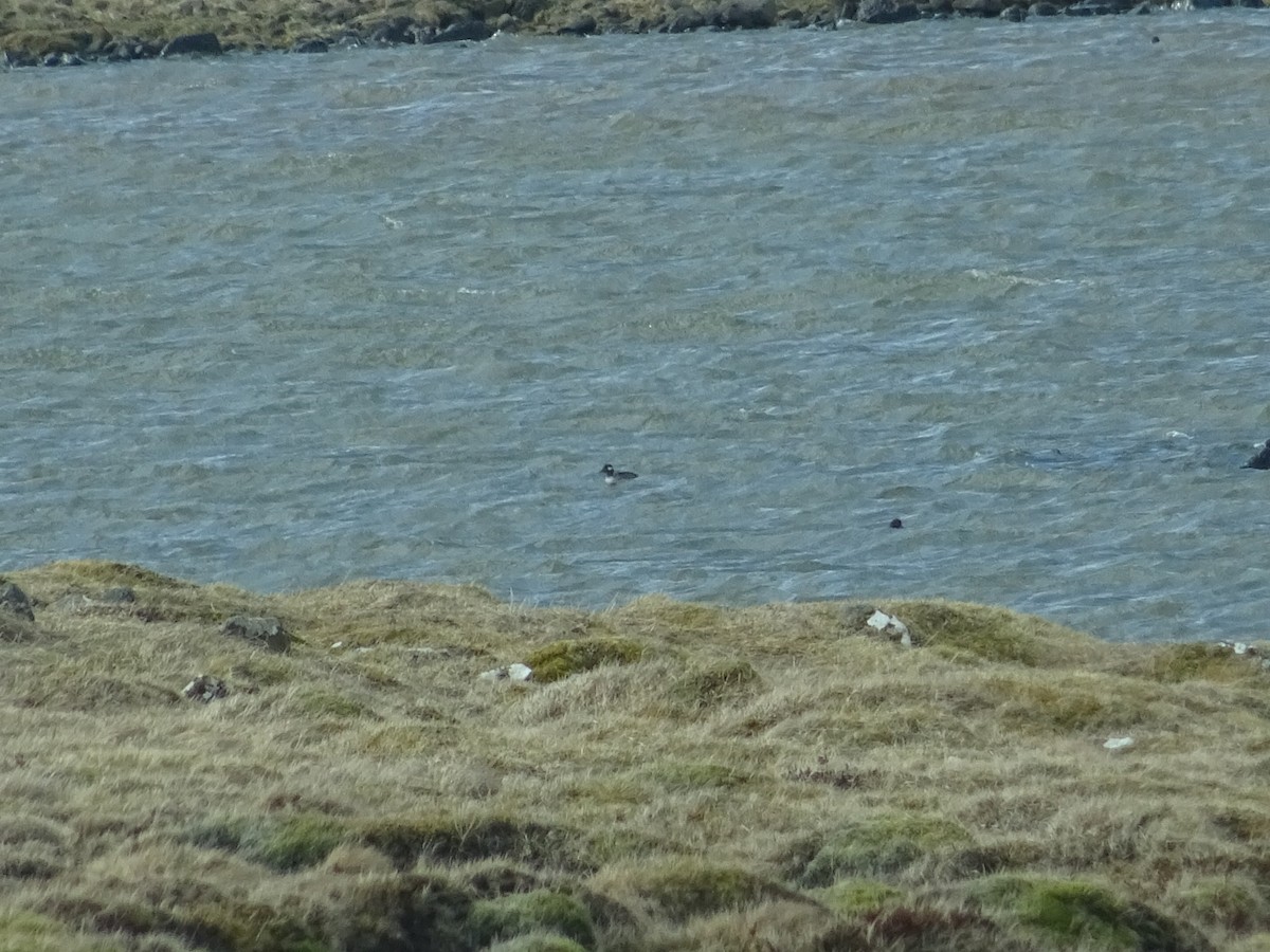 Bufflehead - Snæþór Aðalsteinsson