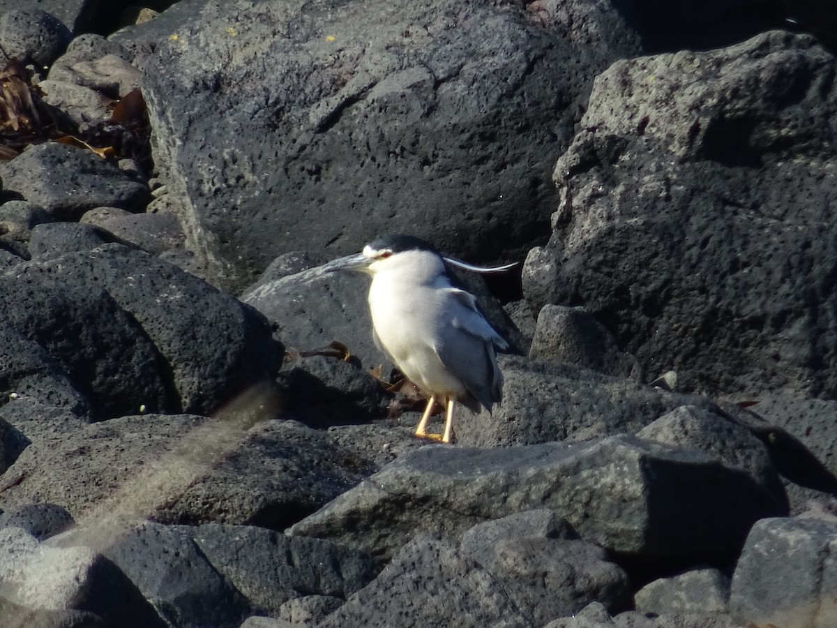 Black-crowned Night Heron - ML56255211