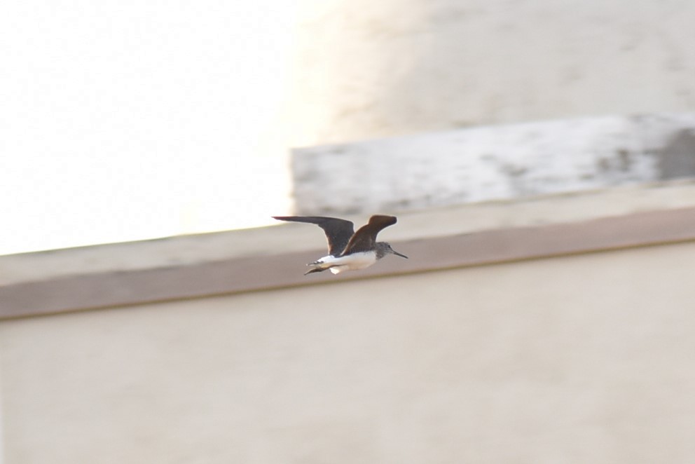 Green Sandpiper - Samakshi Tiwari