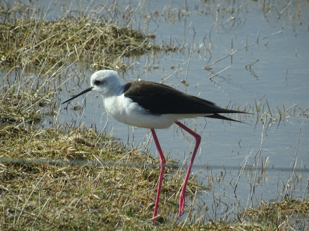 Échasse blanche - ML56255271