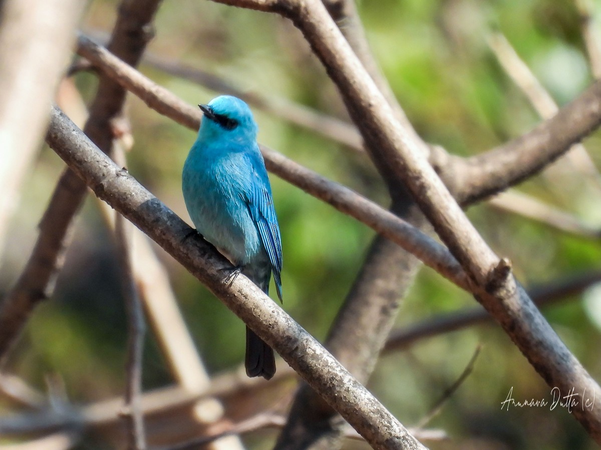 Verditer Flycatcher - ML562554661