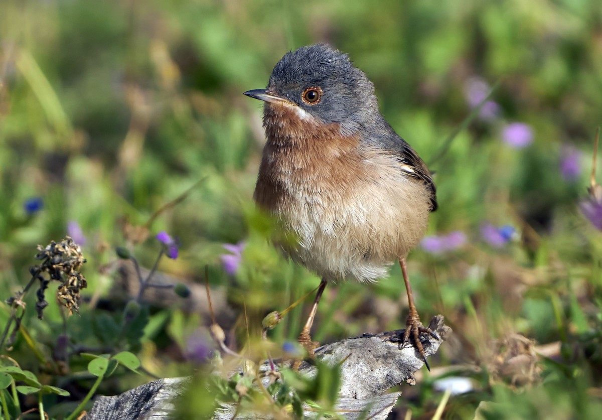 Western/Eastern Subalpine Warbler - ML562554771