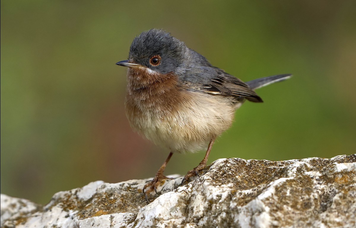 Western/Eastern Subalpine Warbler - ML562554781