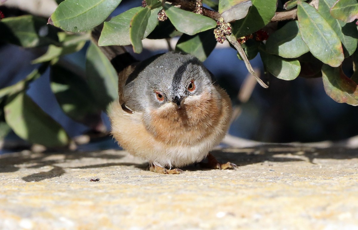 Western/Eastern Subalpine Warbler - ML562554811