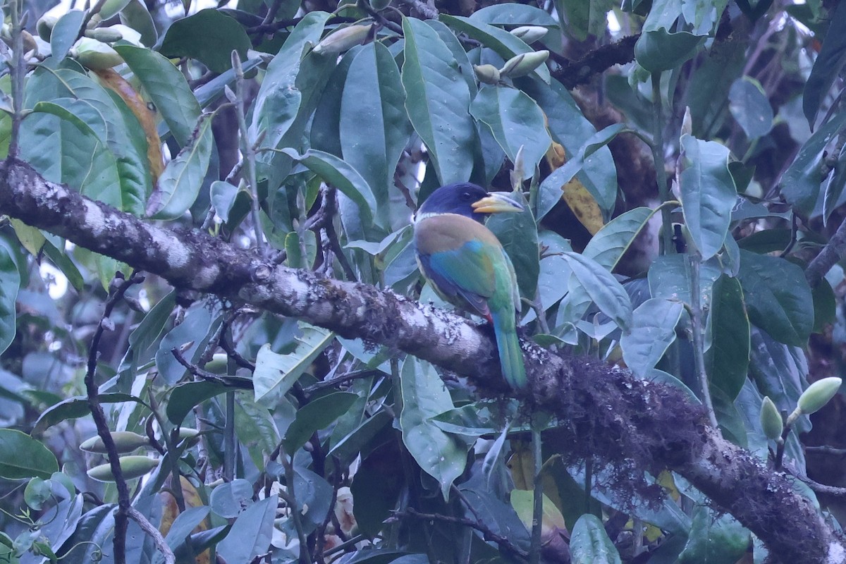 Great Barbet - ML562555431