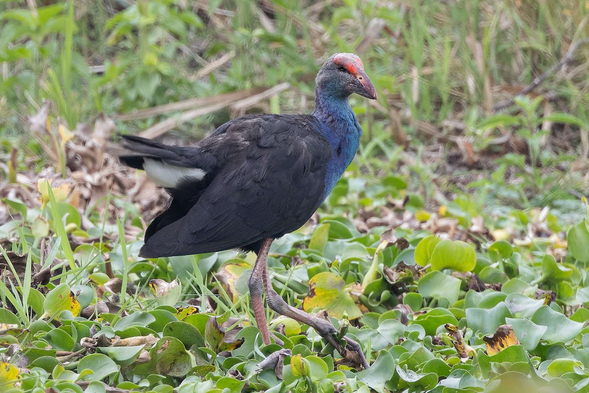 Gray-headed Swamphen - ML562555601