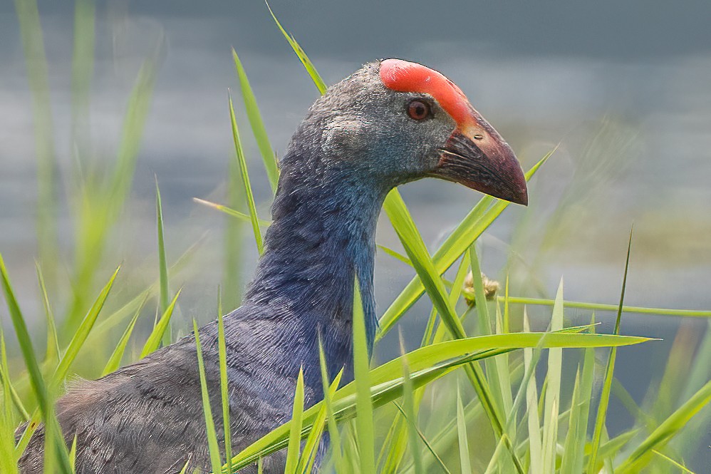 Gray-headed Swamphen - ML562555611