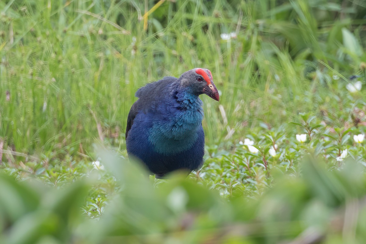 Gray-headed Swamphen - ML562555621