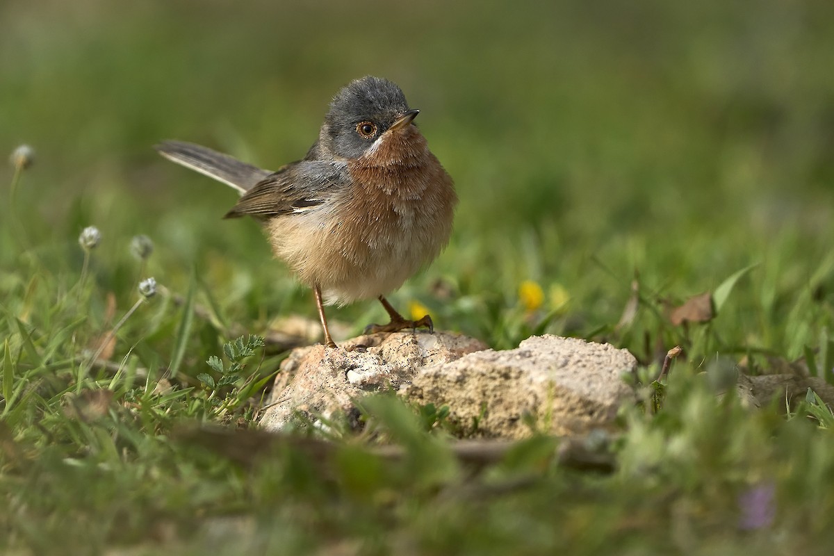 Western/Eastern Subalpine Warbler - ML562556741