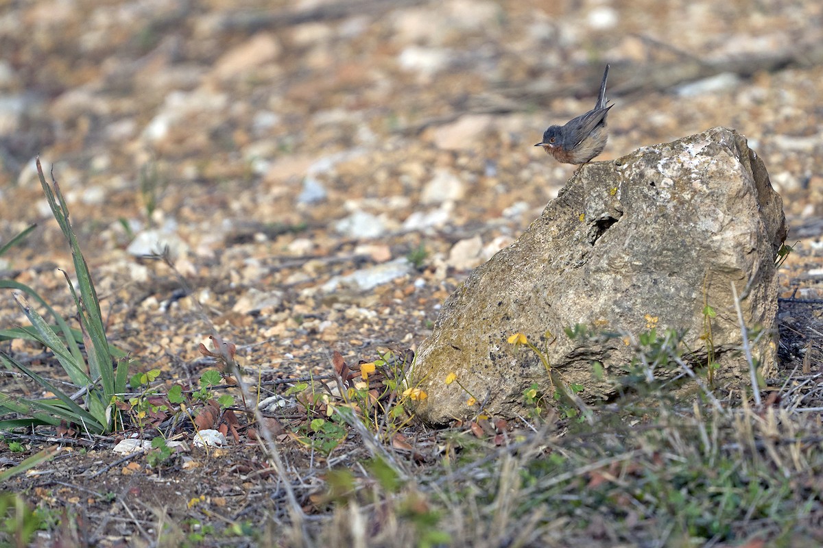 Western/Eastern Subalpine Warbler - Daniel López-Velasco | Ornis Birding Expeditions