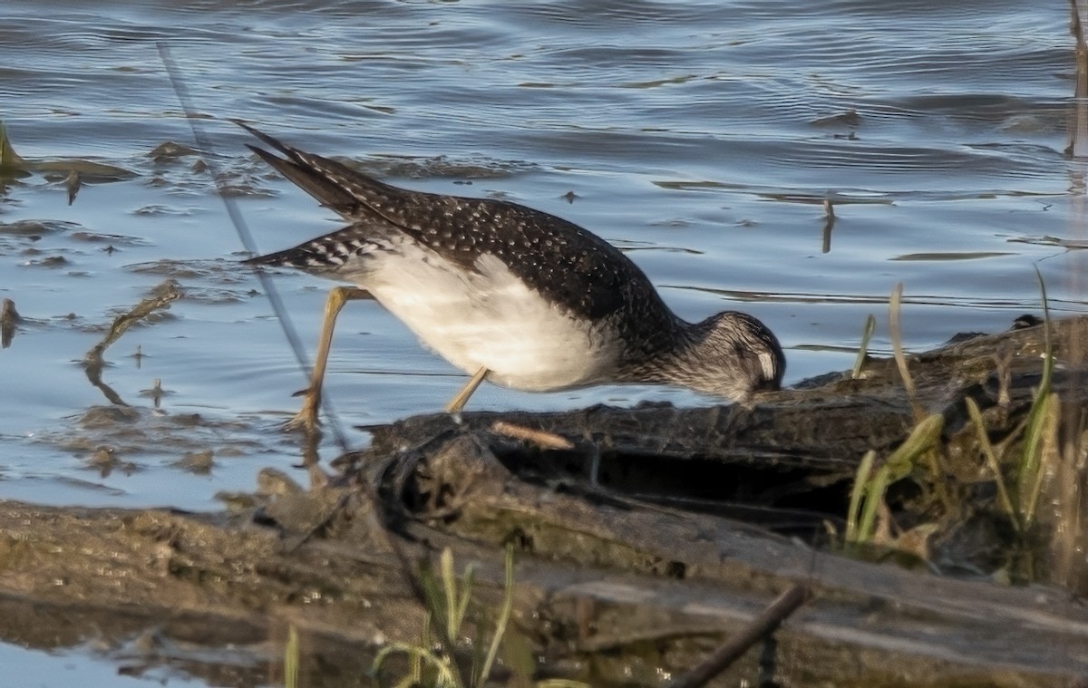 Solitary Sandpiper - ML562556831