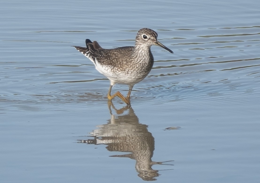 Solitary Sandpiper - ML562556841