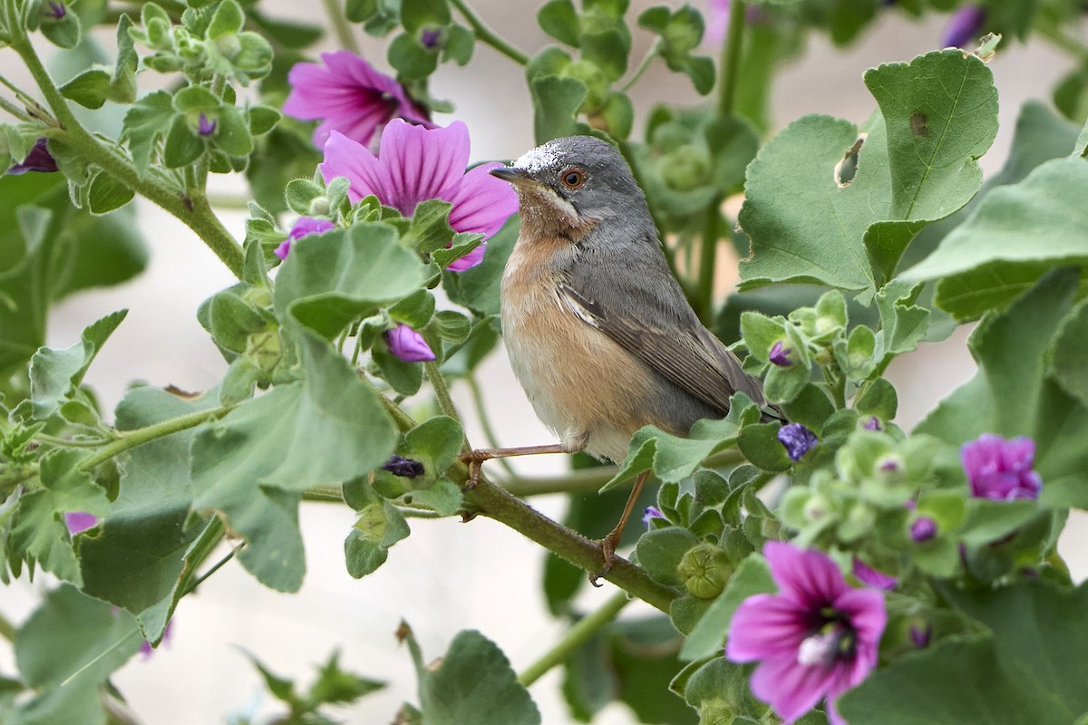 Western/Eastern Subalpine Warbler - ML562557041